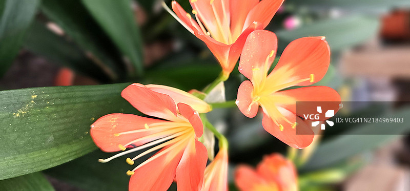 克利维亚图片素材