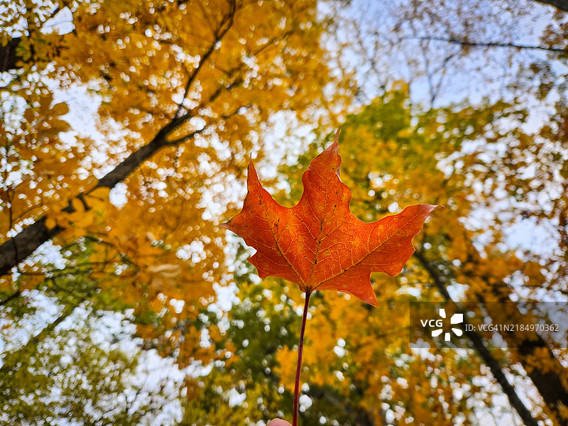 从低角度看枫树，弗吉尼亚州，美国图片素材