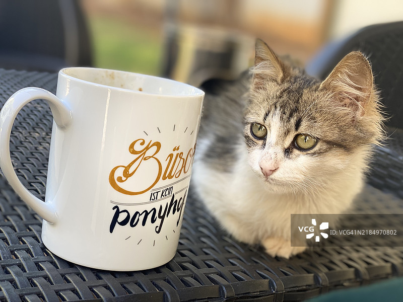 猫的特写肖像，班加西，利比亚图片素材