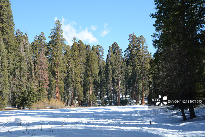 加利福尼亚州的红杉国家公园，三月，美国图片素材