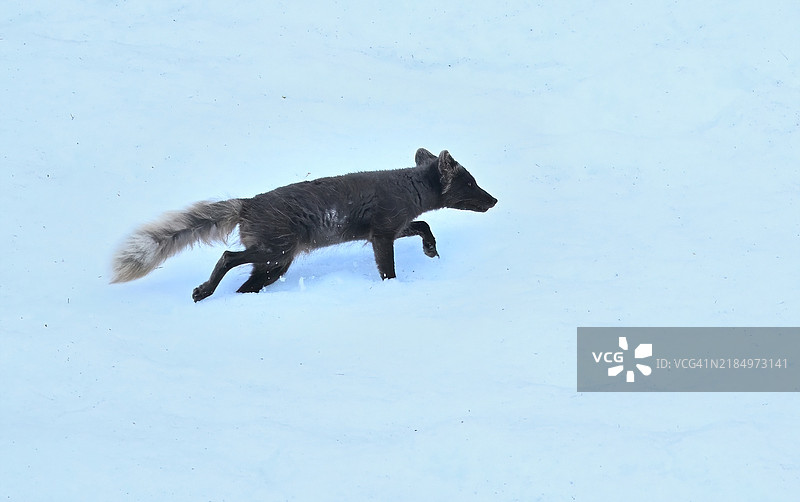 高角度视图的狗在雪地上奔跑图片素材