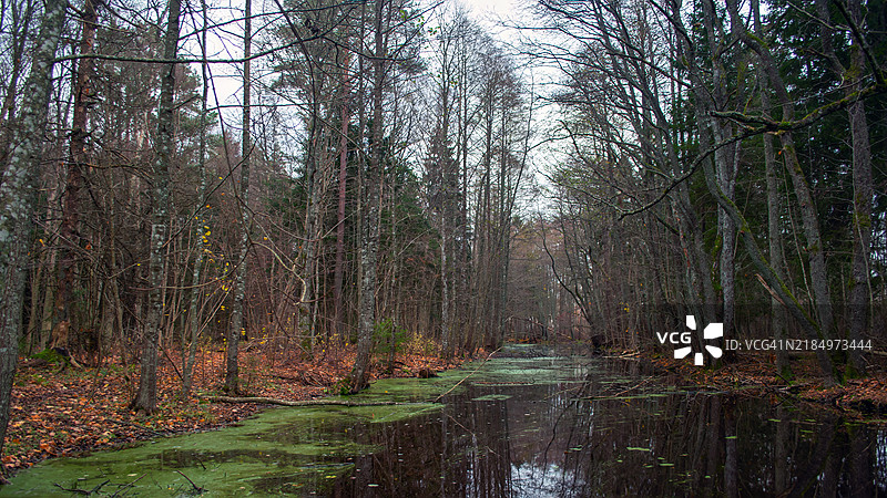 森林中生长的树木图片素材