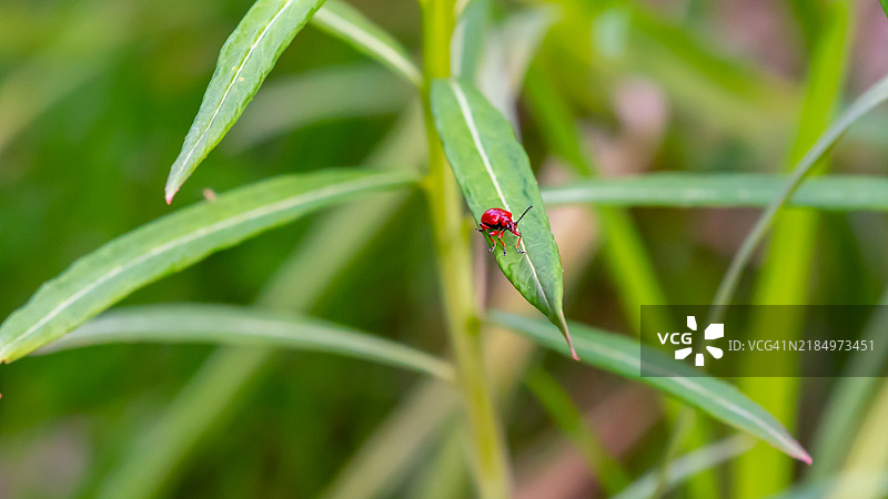 植物上的瓢虫特写图片素材
