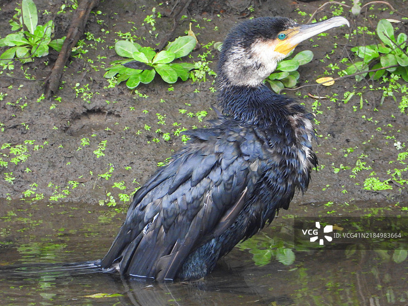 鸬鹚（Phalacrocorax）图片素材
