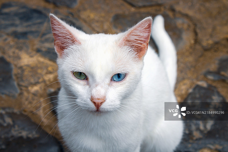 白猫特写，拥有不同颜色的眼睛图片素材