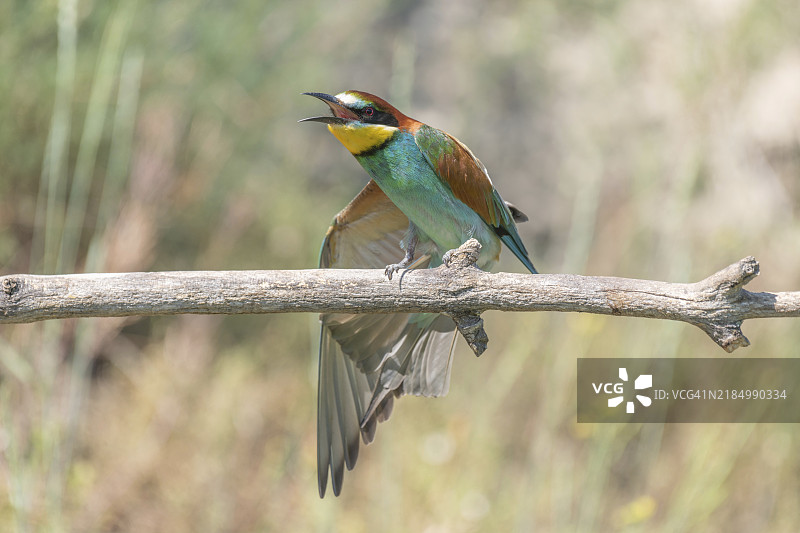 春天里，欧洲蜜蜂朋友栖息在树枝上。德国凯瑟斯图尔的耶赫廷根。图片素材