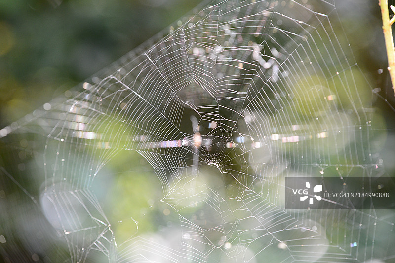 日本的蜘蛛网特写图片素材