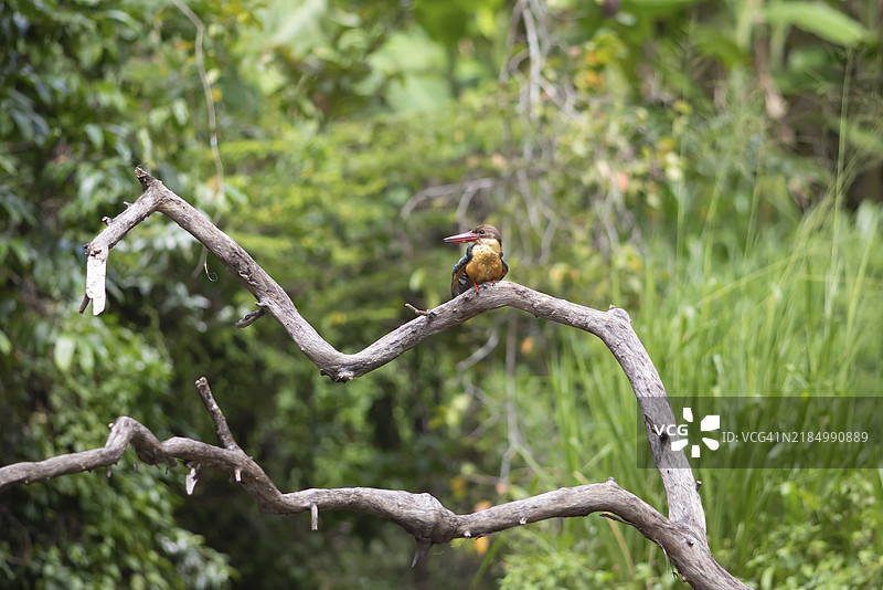 坐在树枝上的鹤嘴鸥（Pelargopsis capensis），斯里兰卡乌瓦省布杜鲁瓦加拉，亚洲图片素材