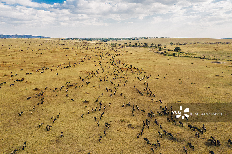 塞伦盖蒂的角马与天空下的沙漠美景图片素材