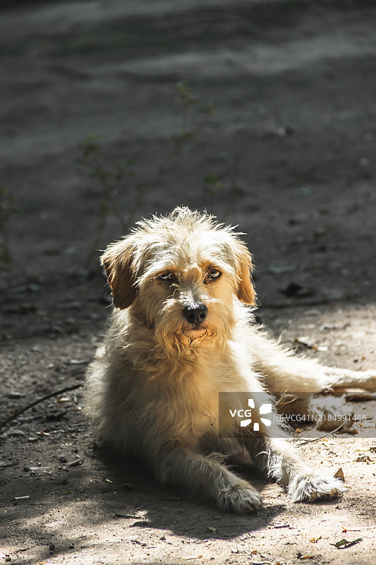 户外坐着的狗的肖像图片素材
