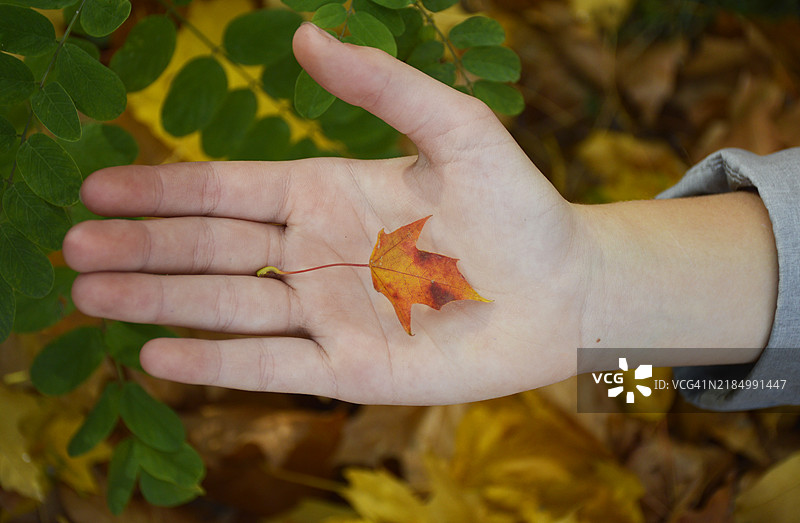 一个人手掌中的小秋天枫叶图片素材