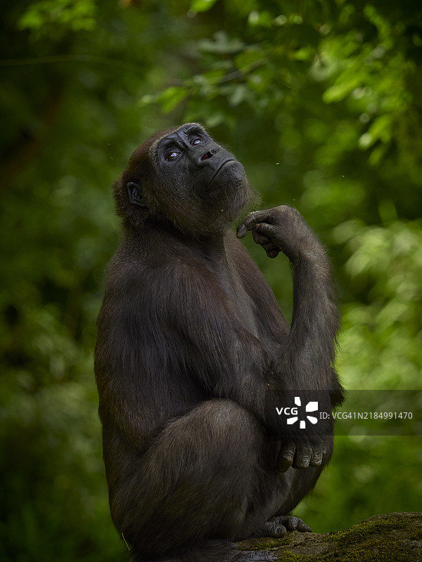 猴子坐在岩石上的特写镜头图片素材