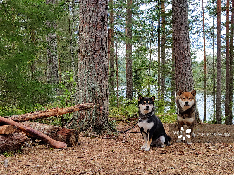 两只日本柴犬在芬兰努克西奥的阳光明媚的夏季森林中与大自然亲密接触。图片素材