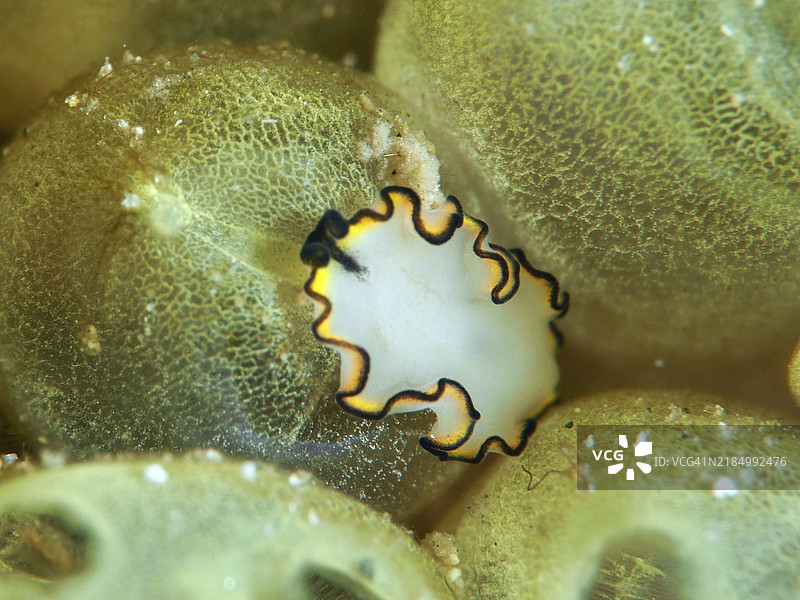 装饰性白色扁虫，黄白色漩涡虫（Pseudobiceros），栖息在海绵上。潜水地点：香料礁，佩尼亚潘，巴厘岛，印度尼西亚，亚洲。图片素材