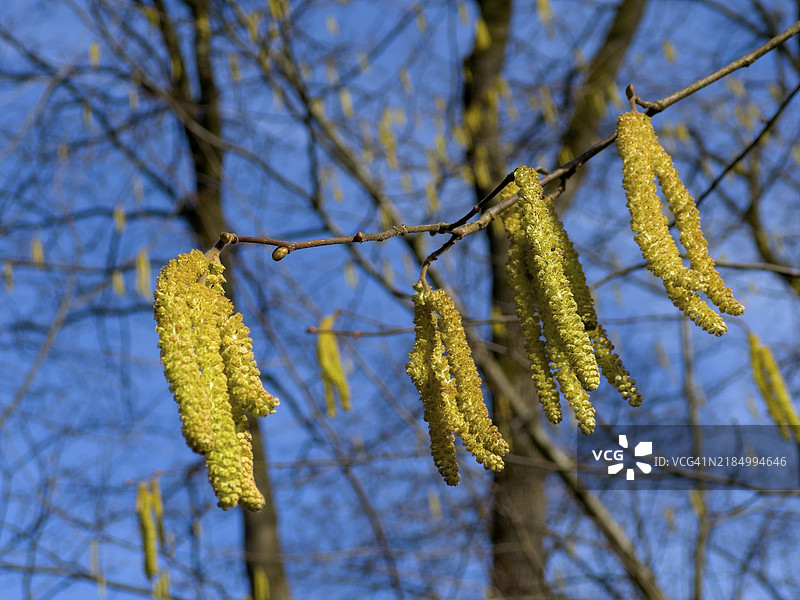 开花的榛树，榛子灌木，榛子丛，德拉特尔，哈格努斯，普通榛树，普通榛子，克勒特灌木，森林榛子，克勒特灌木小猫，胡塞尔特，哈塞尔斯特鲁克（科里卢斯·阿韦拉纳）图片素材