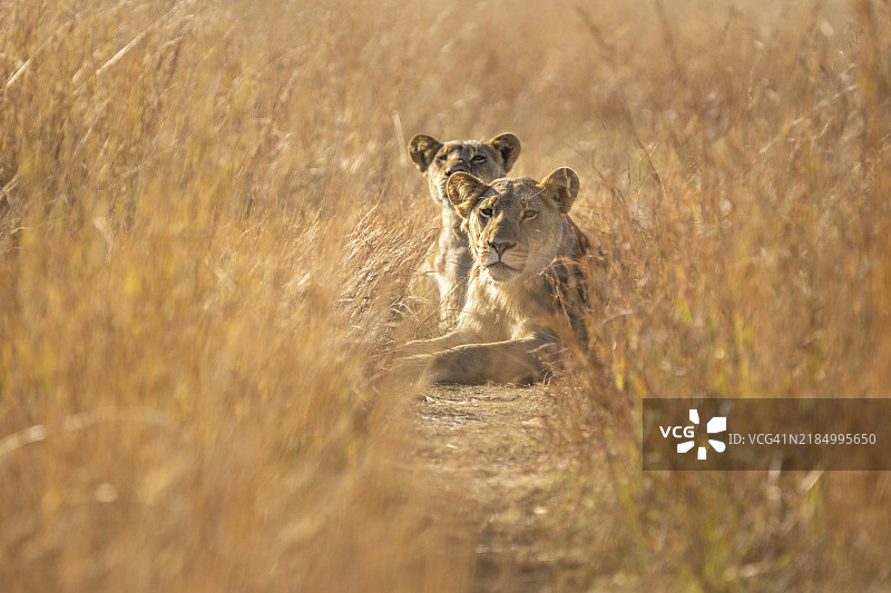 两只狮子母（非洲狮）肖像，低角度拍摄的野生动物正面看向镜头。位于非洲津巴布韦的霍万国立公园。图片素材