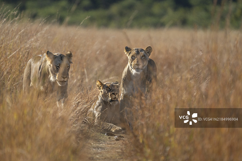 三只狮子母（非洲狮）站在小路上。低角度拍摄的野生动物正面朝向镜头。赞比亚，非洲，霍万国立公园。图片素材