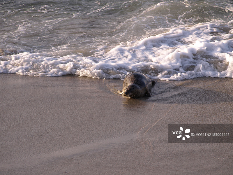 海滩上的海豹图片素材