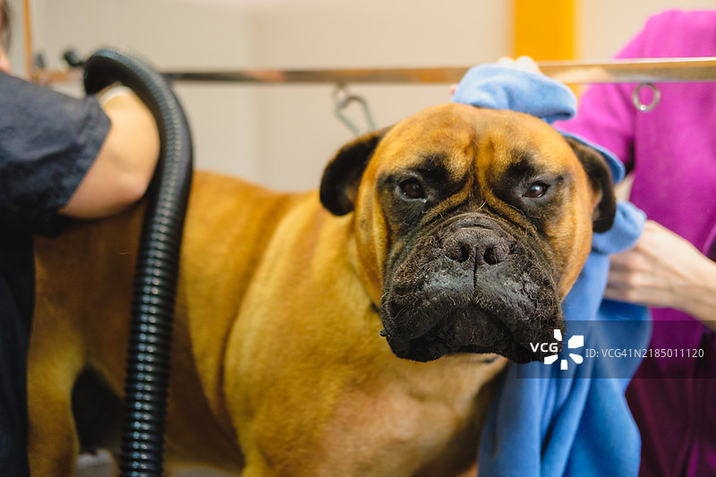 斗牛獒正在进行美容护理 - 吹干毛发图片素材