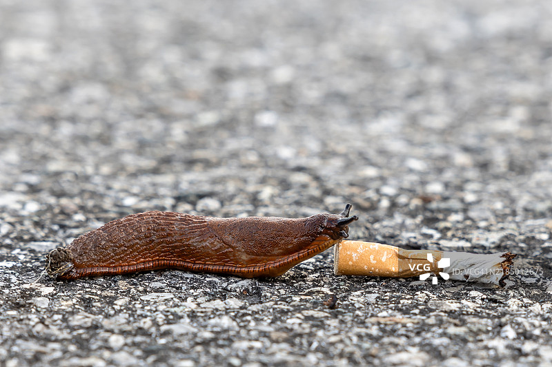 在沥青上有一只蜗牛和一个烟蒂图片素材