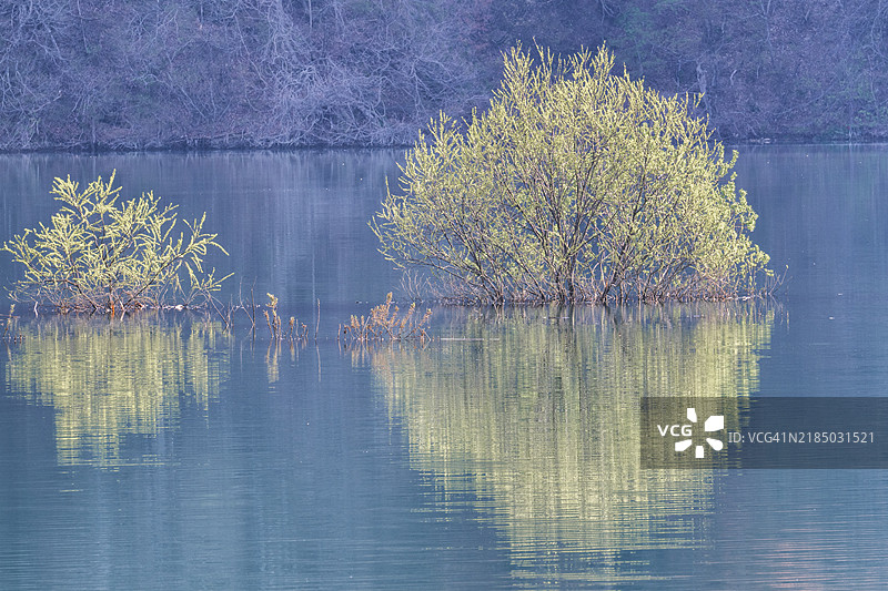 白川湖的水下森林图片素材