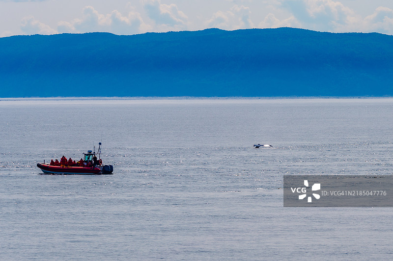 座头鲸 - 塔杜萨克的观鲸活动图片素材
