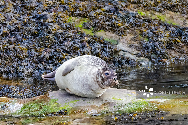 塔杜萨克的灰海豹图片素材