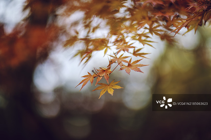 秋天的红枫叶图片素材