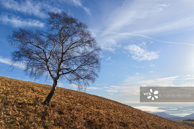 一棵光秃的白桦树在天空中显得格外突出，意大利莫塔罗内。图片素材
