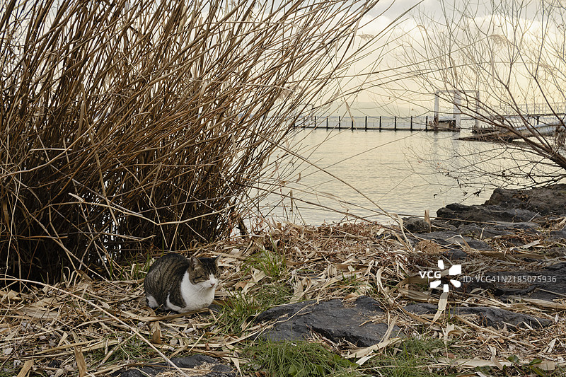 湖边放松的猫图片素材