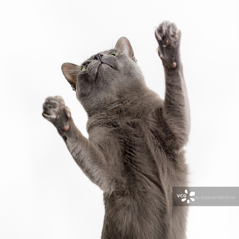 顽皮的灰色猫咪在白色背景上图片素材