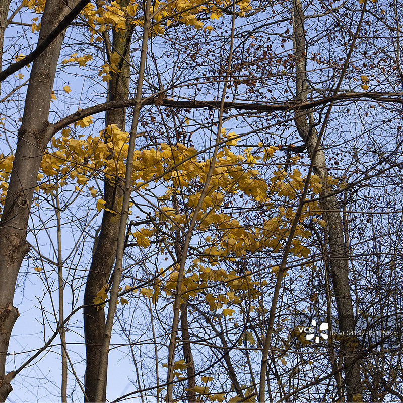 树枝间的秋天枫叶。图片素材