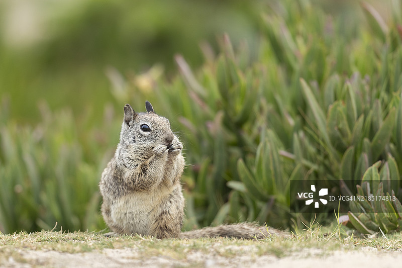 地松鼠图片素材