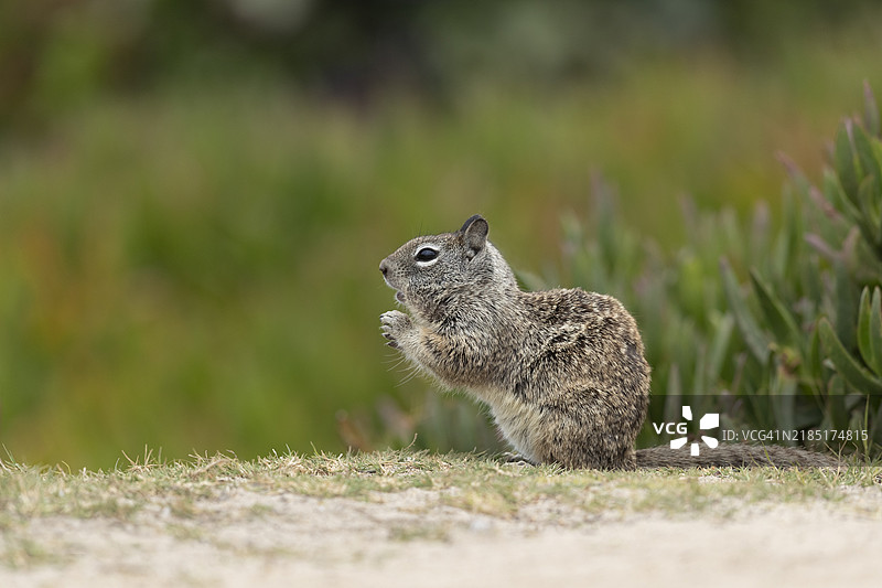 地松鼠图片素材