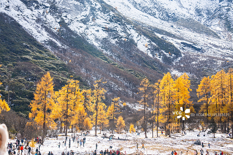 在阳光明媚的日子里，从碧峰沟谷观察四姑娘山。图片素材