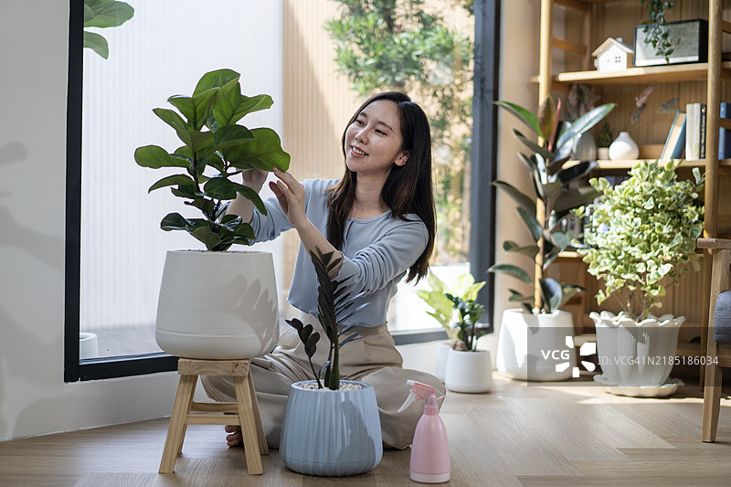 微笑的年轻女性正在擦拭植物大绿叶上的灰尘。图片素材