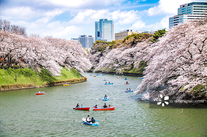美丽的花朵图片素材
