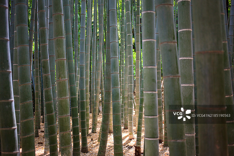 镰仓五月的氛围图片素材