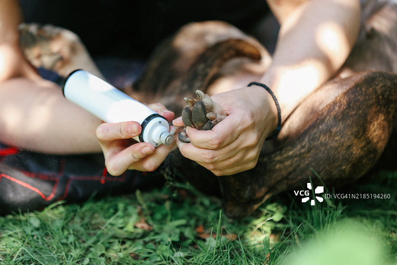 户外动物美容师为狗修剪爪子并打磨爪垫图片素材