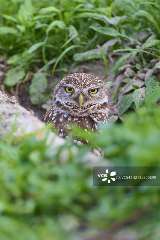 洞鹰（Speotyto cunicularia），成年，佛罗里达州，美国，北美图片素材