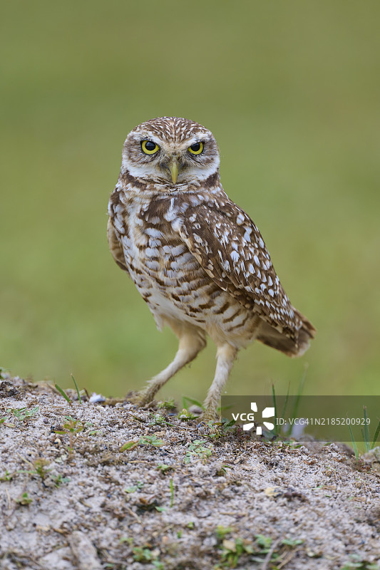 地穴猫头鹰（Speotyto cunicularia），成年，佛罗里达州，美国，北美图片素材