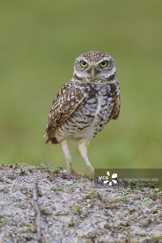 地穴猫头鹰（Speotyto cunicularia），成年，佛罗里达州，美国，北美图片素材