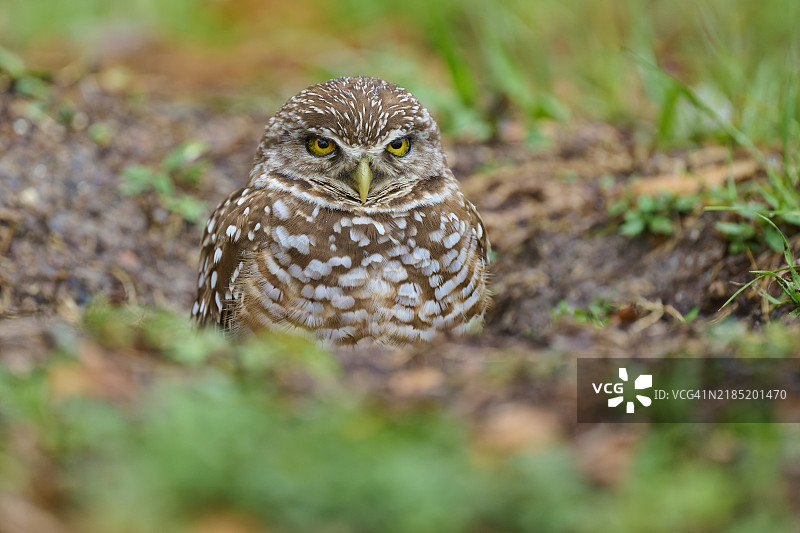 地穴猫头鹰（Speotyto cunicularia），成年，佛罗里达州，美国，北美图片素材