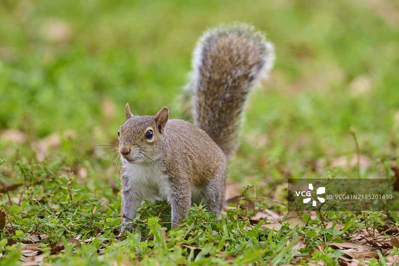 灰松鼠（Sciurus carolinensis），在草地上，佛罗里达州，美国，北美图片素材