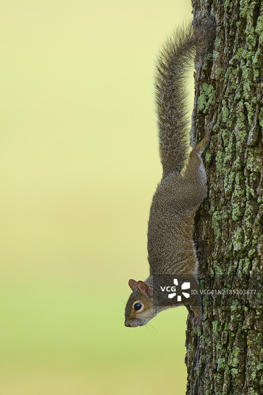 灰松鼠（Sciurus carolinensis），在树上攀爬，佛罗里达州，美国，北美图片素材