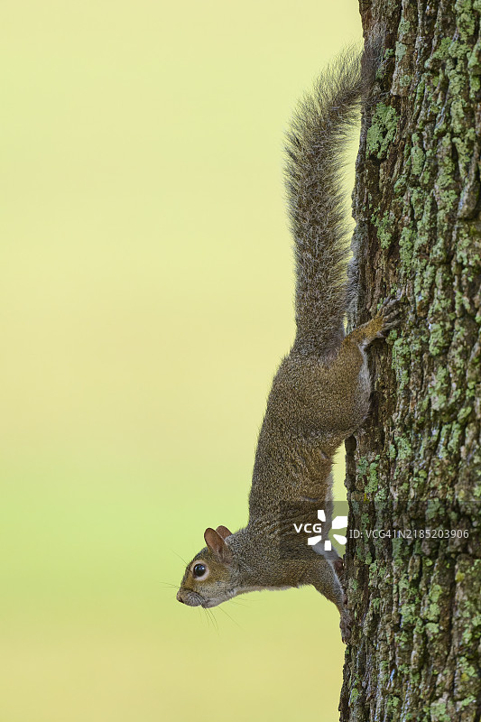 灰松鼠（Sciurus carolinensis），在树上攀爬，佛罗里达州，美国，北美图片素材