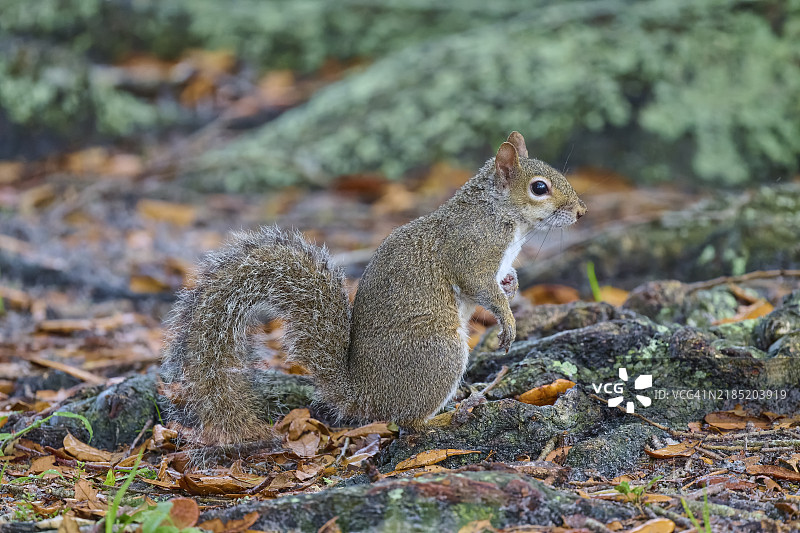 灰松鼠（Sciurus carolinensis）在美国佛罗里达州的公园地面上站着，北美。图片素材