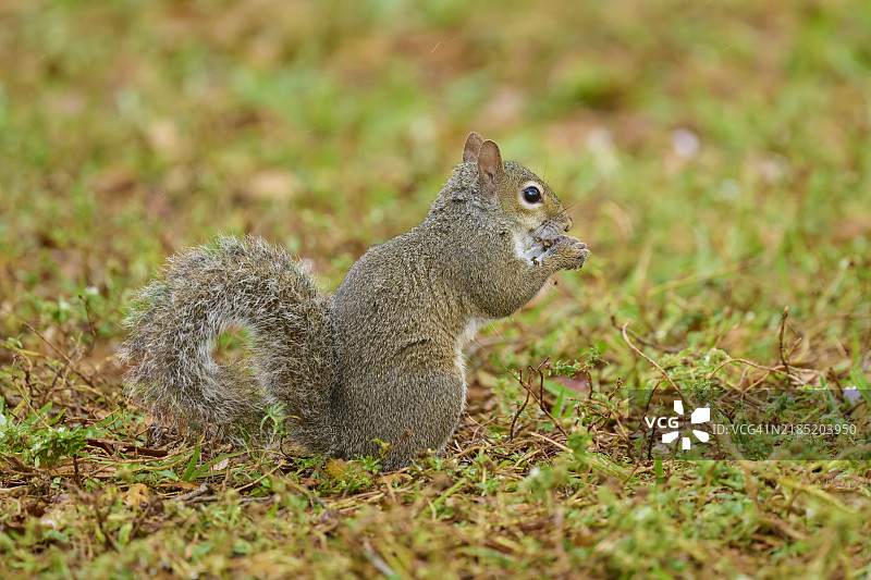 灰松鼠（Sciurus carolinensis），在佛罗里达的草地上，美国，北美图片素材