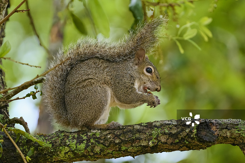 灰松鼠（Sciurus carolinensis），在树枝上，佛罗里达州，美国，北美图片素材