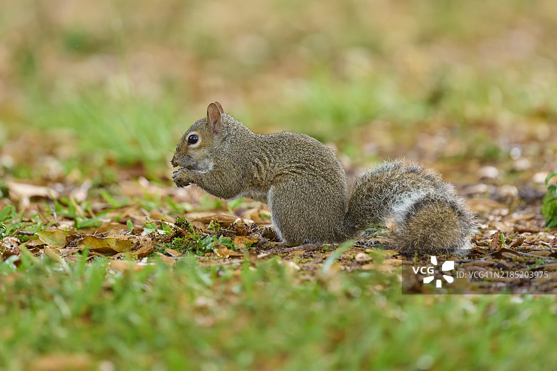 灰松鼠（Sciurus carolinensis），在佛罗里达的草地上，美国，北美图片素材